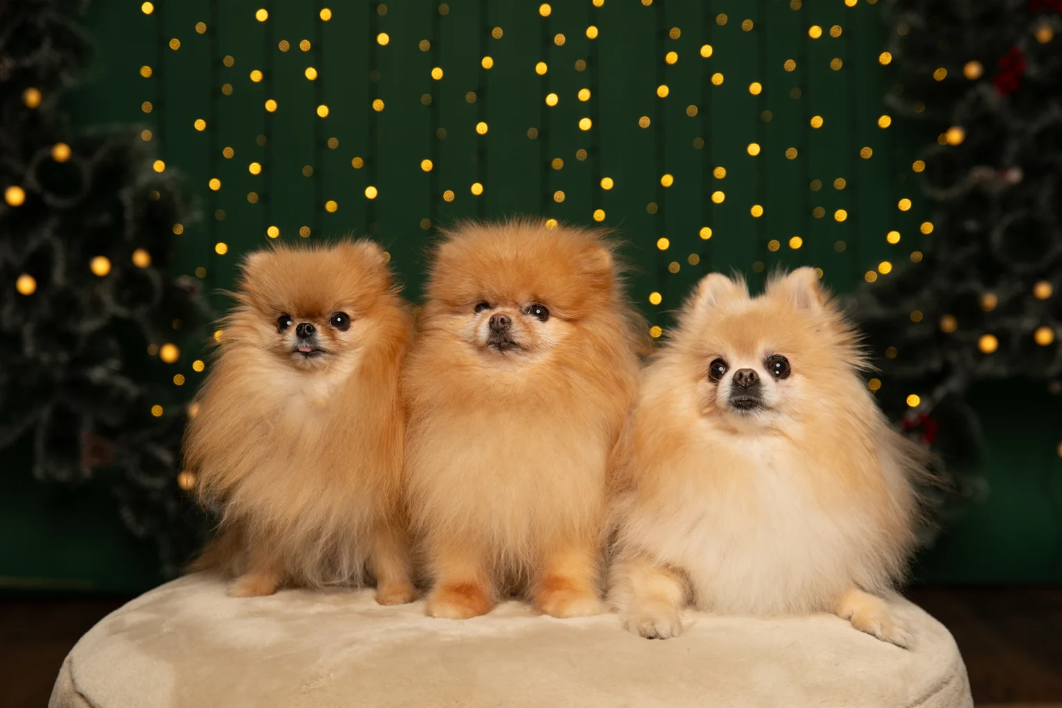 Три померана пред зелен фон с коледни светлини – коледна фотосесия в Студио Жълто куче